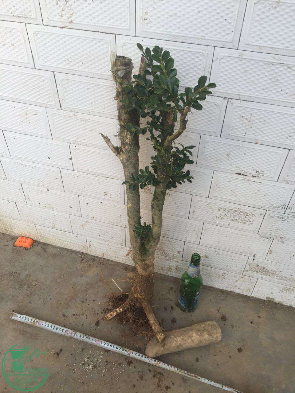 74.jpg
