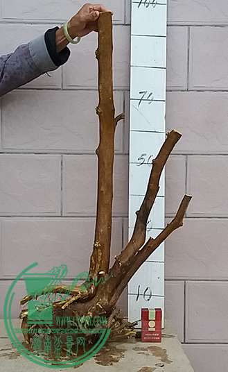 20170413_183231_mh1492081266037.jpg