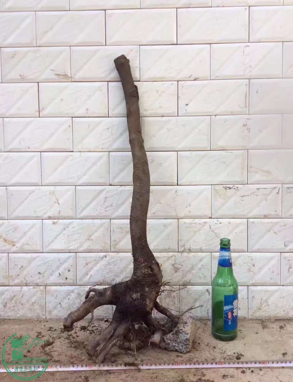 image.jpeg