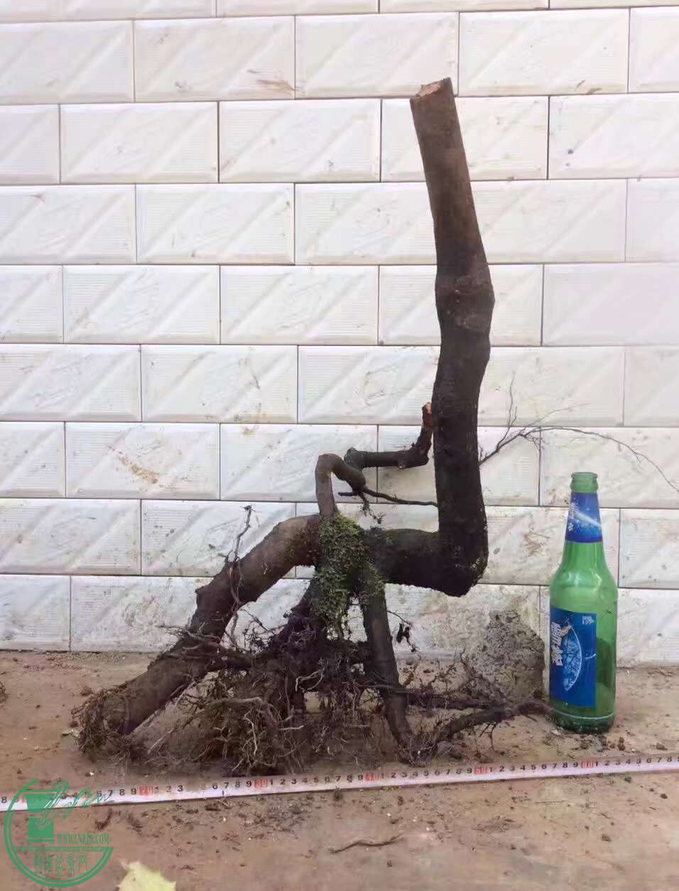image.jpeg