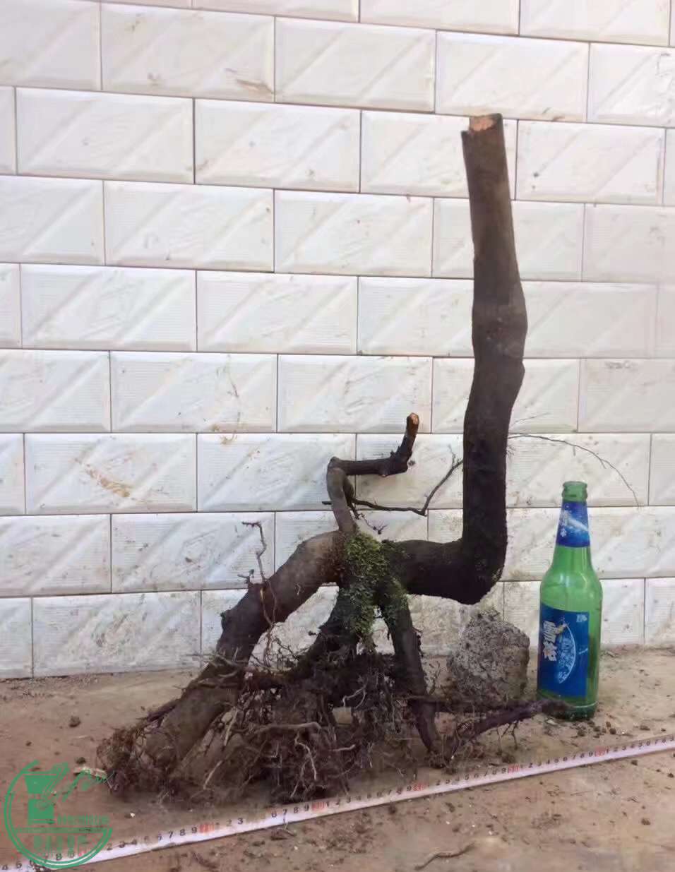 image.jpeg