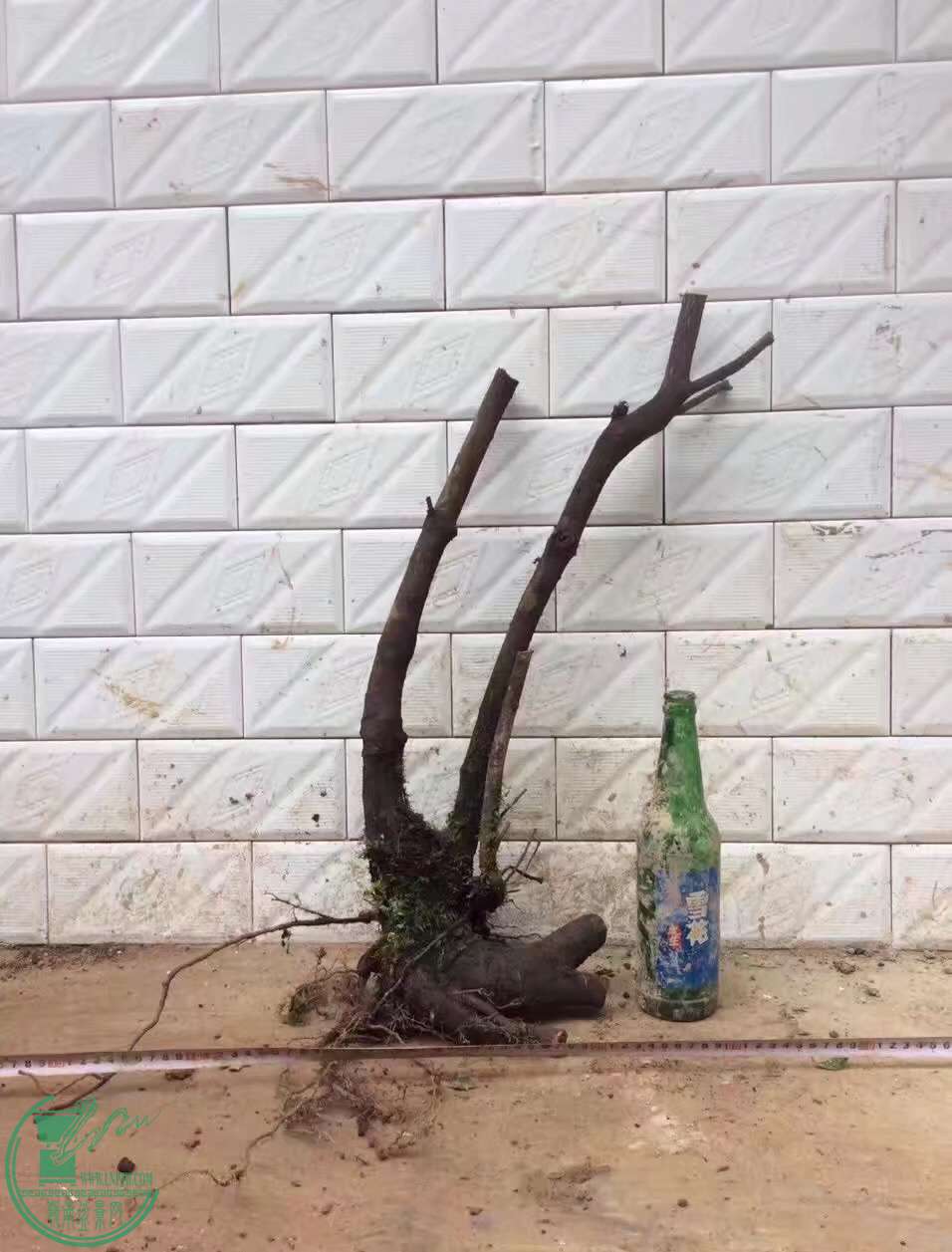 image.jpeg