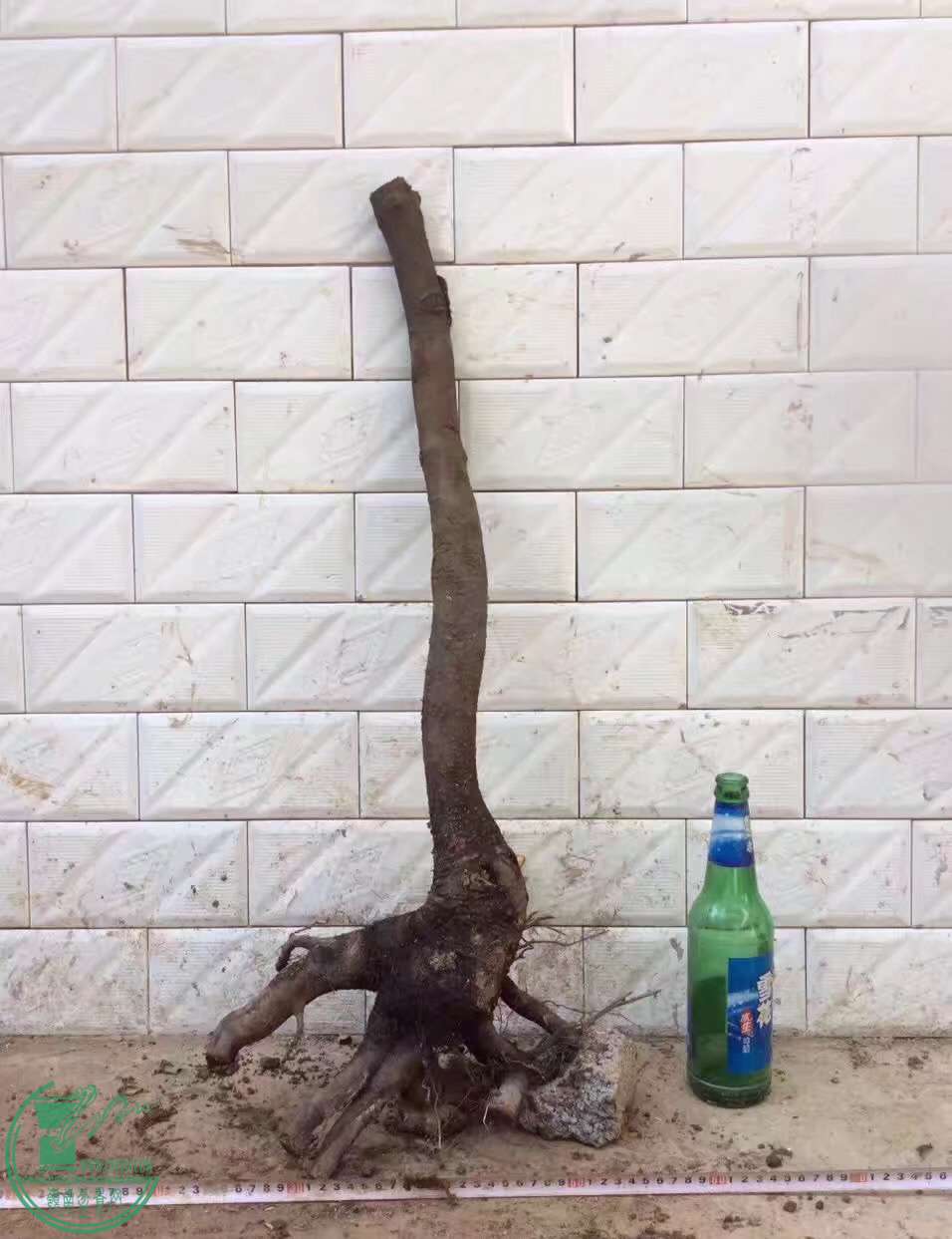 image.jpeg