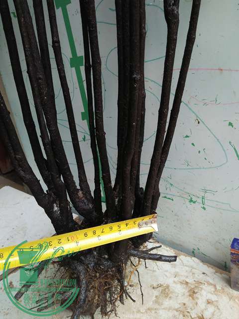 IMG20170414102331.jpg