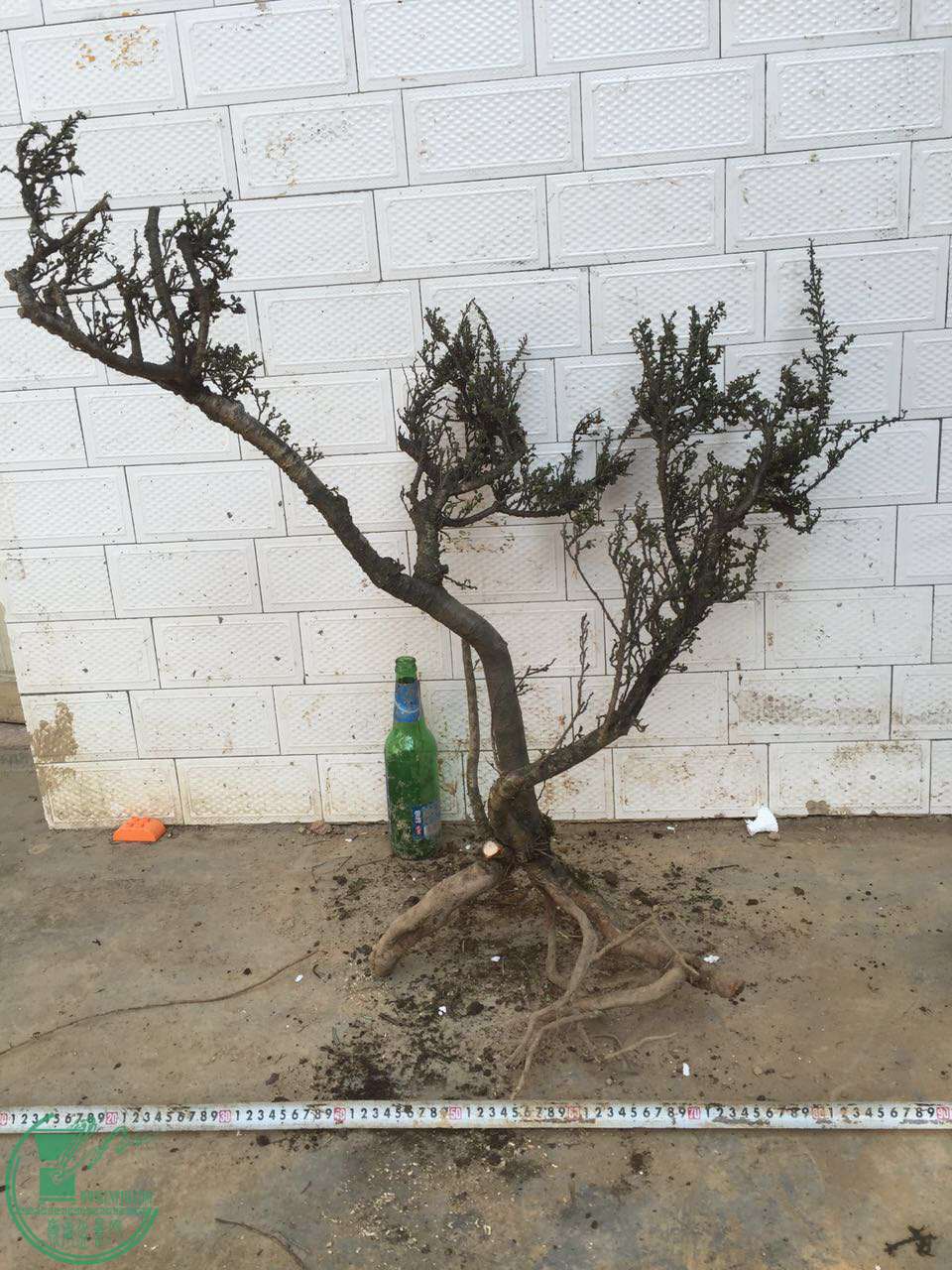 57.jpg