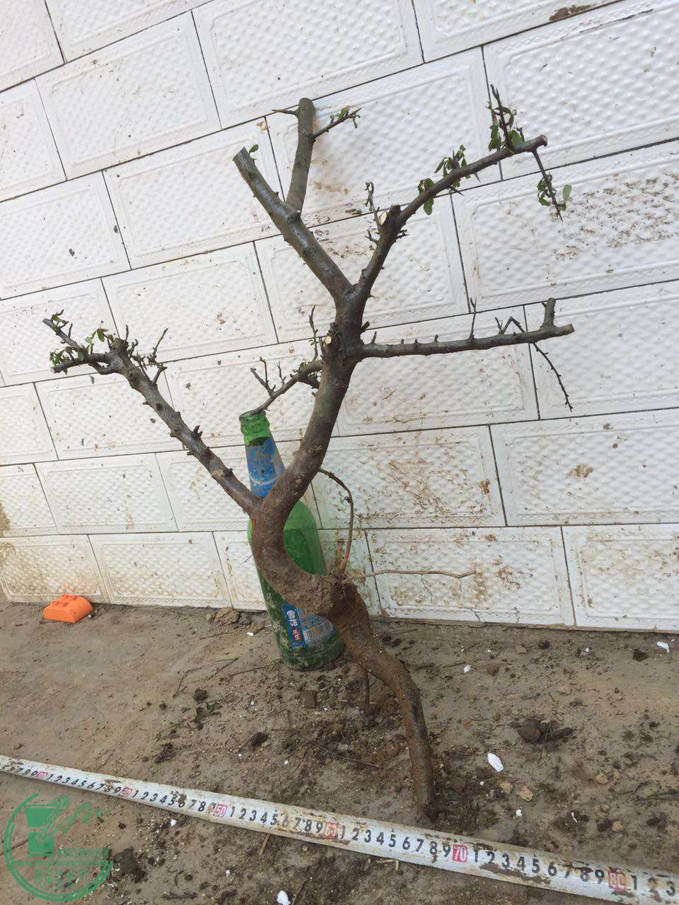 63.jpg