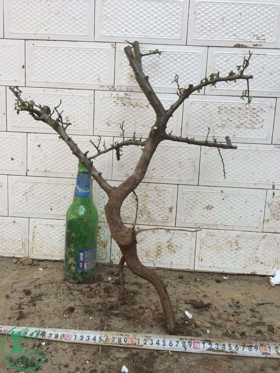 64.jpg
