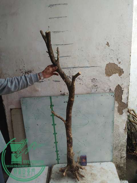 IMG20170415102956.jpg