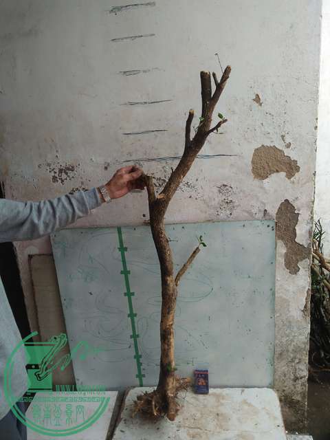 IMG20170415103010.jpg