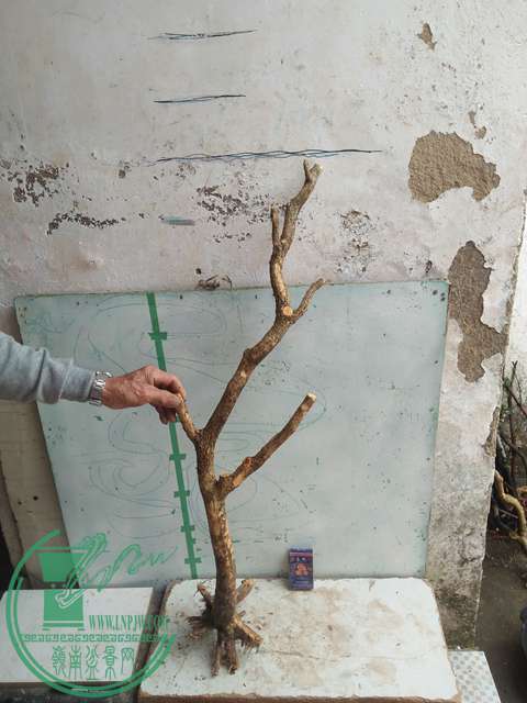 IMG20170415103202.jpg
