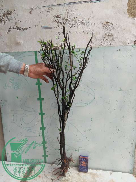 IMG20170415104232.jpg