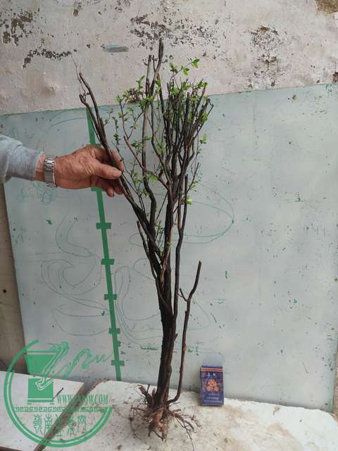IMG20170415104247.jpg