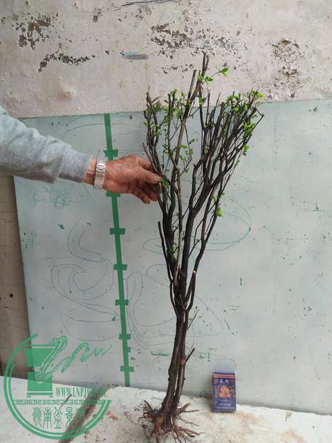 IMG20170415104255.jpg