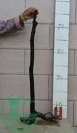 20170417_184651_mh1492429088115.jpg