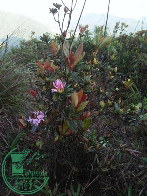 IMG20170416174510.jpg