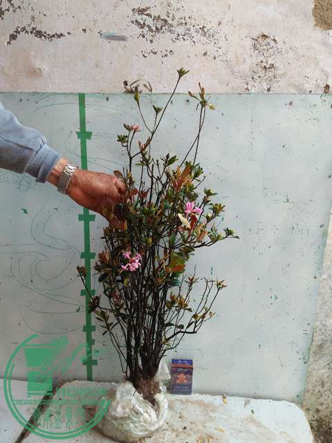 IMG20170417093615.jpg