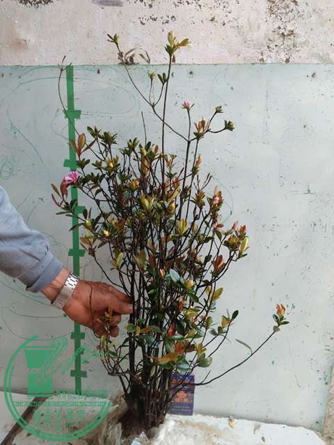 IMG20170417093640.jpg