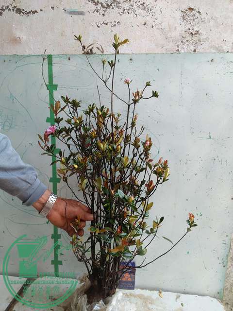 IMG20170417093642.jpg