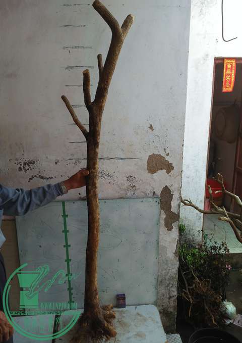 IMG20170417090259.jpg
