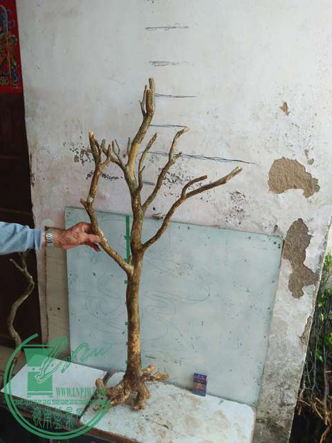 IMG20170417090446.jpg