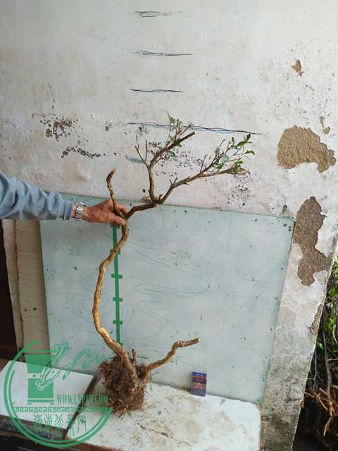 IMG20170417090750.jpg