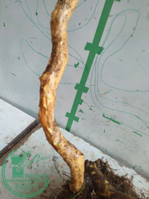 IMG20170417090828.jpg