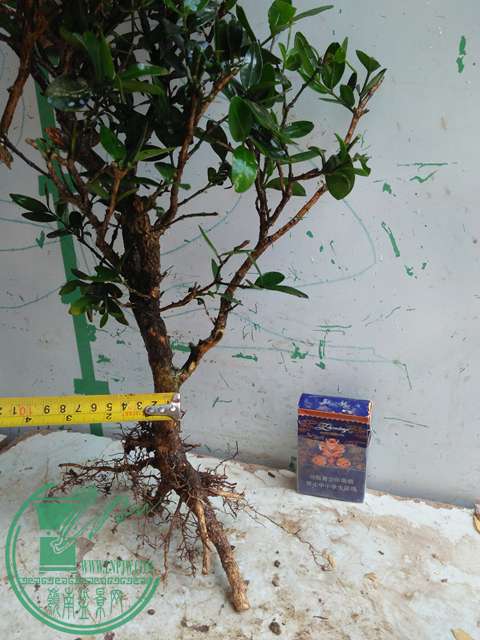 IMG20170417092906.jpg