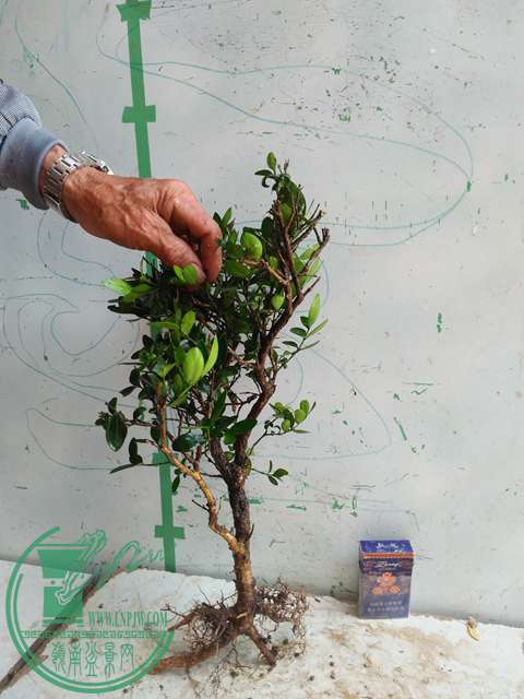 IMG20170417092917.jpg
