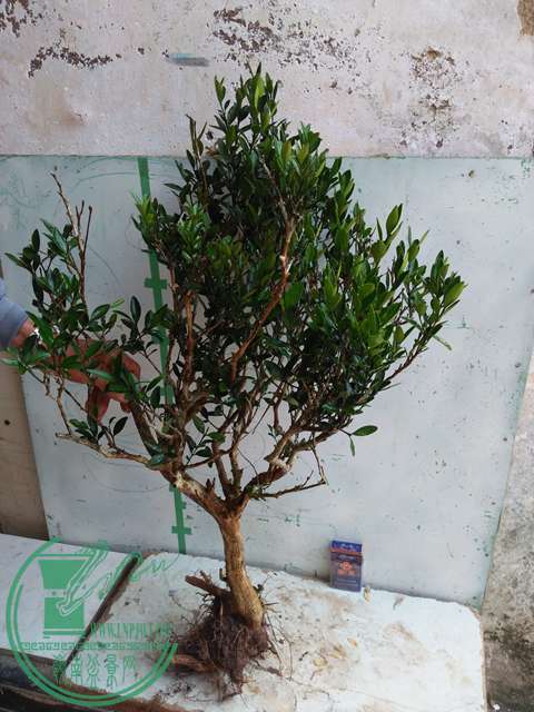 IMG20170417092706.jpg