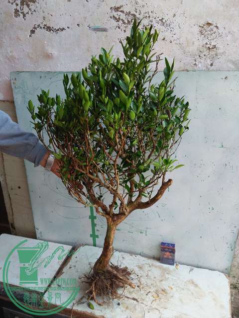 IMG20170417092715.jpg