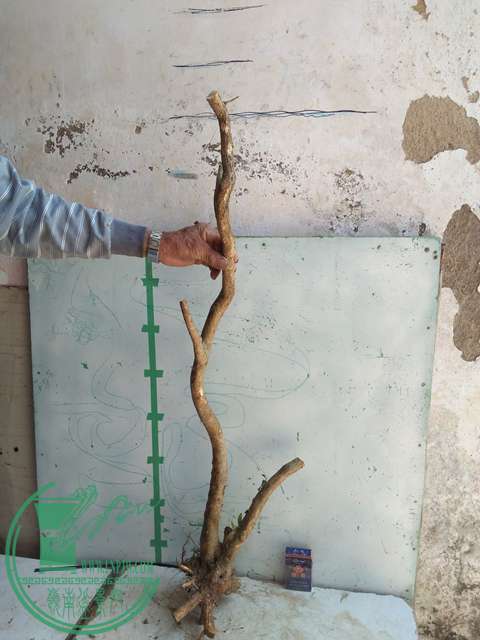 IMG20170418133737.jpg