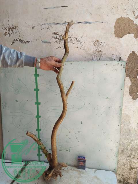 IMG20170418133745.jpg