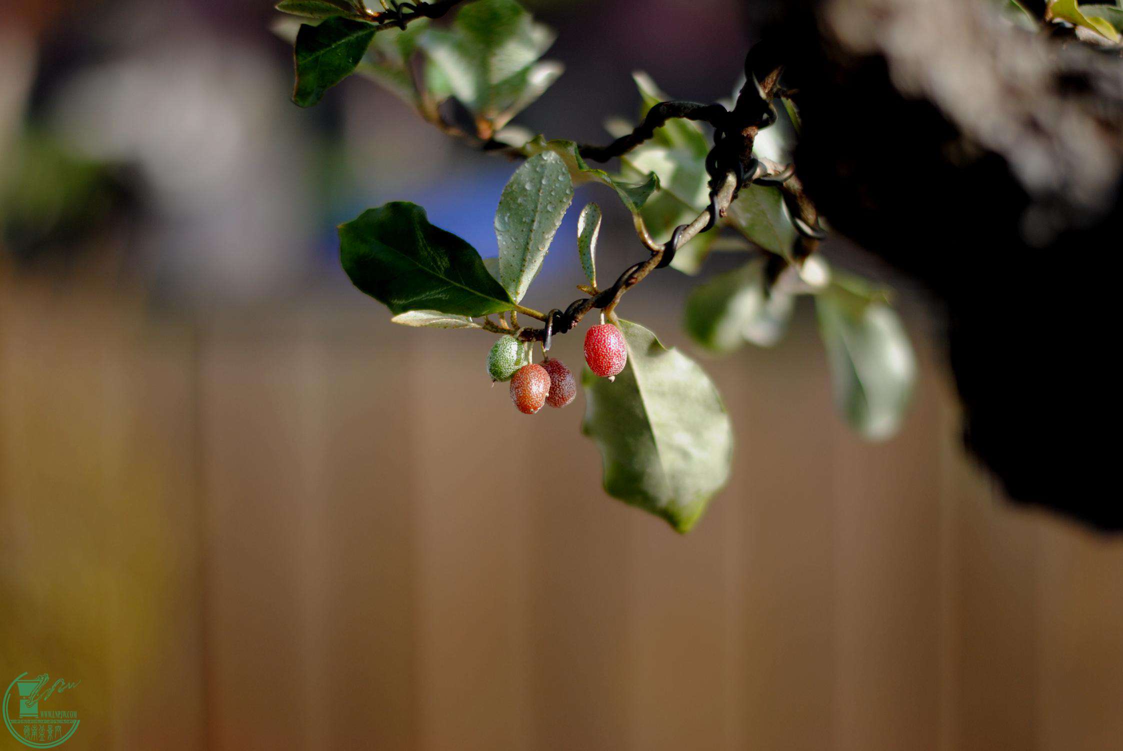 DSC_3319.JPG