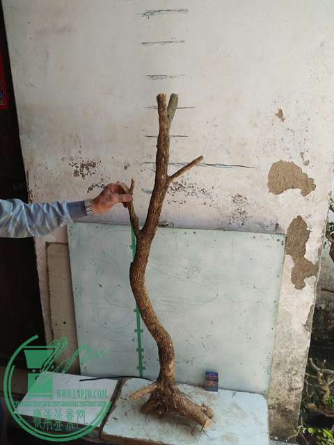 IMG20170418132254.jpg