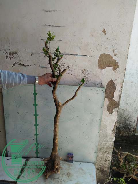 IMG20170418132321.jpg