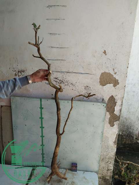 IMG20170418132418.jpg