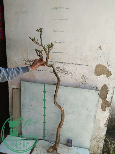 IMG20170418132437.jpg