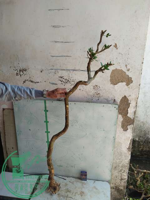 IMG20170418132450.jpg