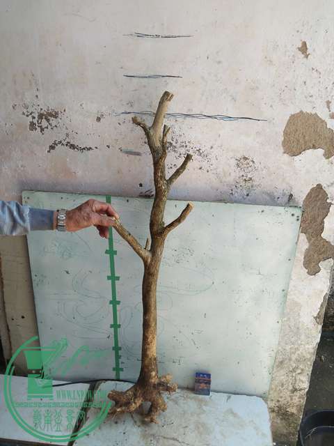 IMG20170418133654.jpg