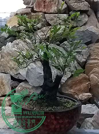 20170419_185033_mh1492601654908.jpg