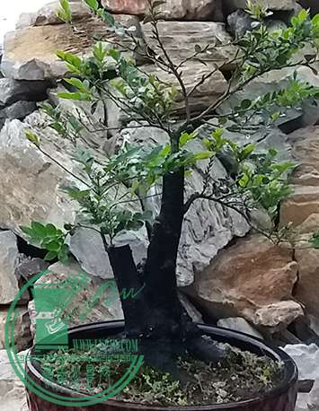 20170419_184943_mh1492601589155.jpg
