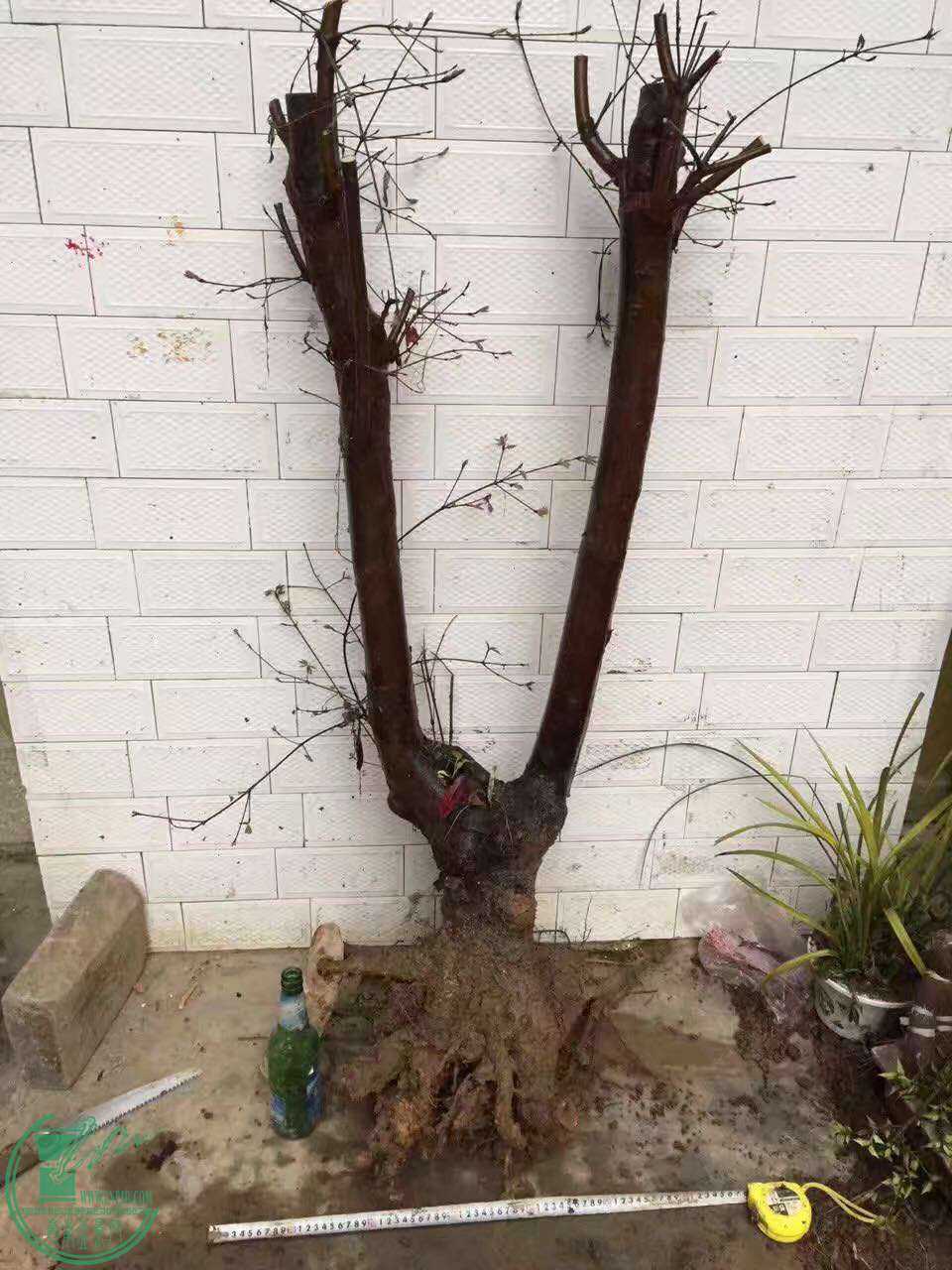 39.jpg