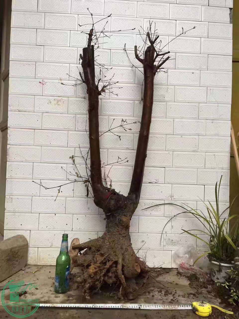 42.jpg