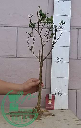20170420_183731_mh1492687908043.jpg