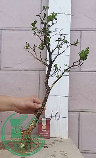20170420_183556_mh1492688290240.jpg
