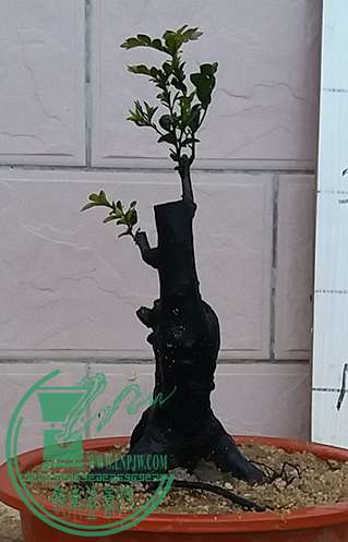 20170421_185256_mh1492774579775.jpg
