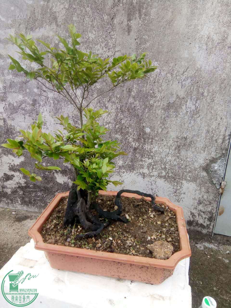 mmexport1492822039771.jpg