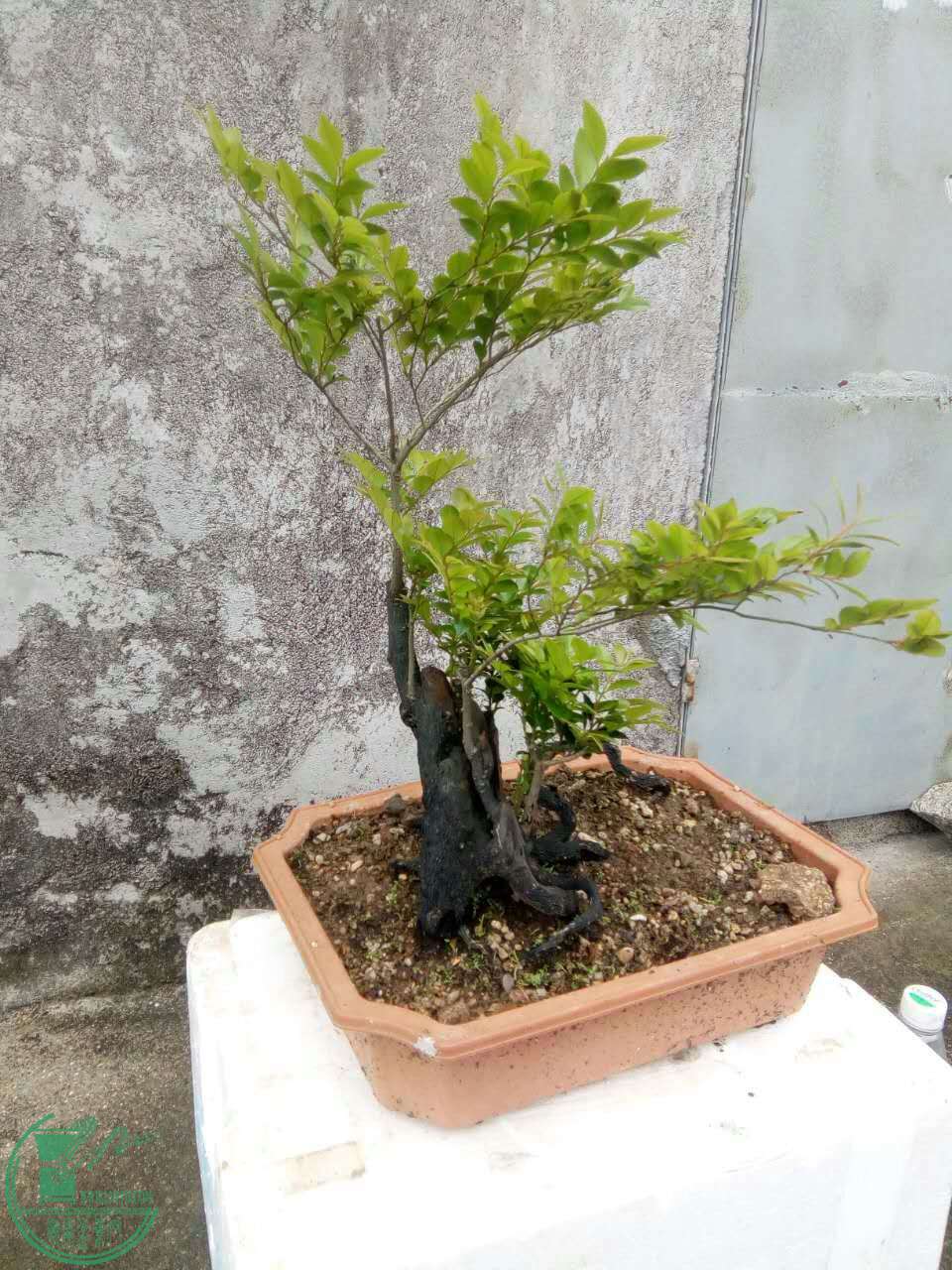 mmexport1492822044288.jpg