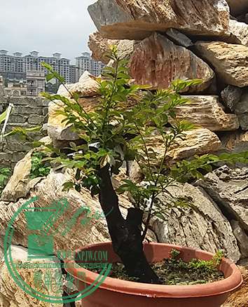 20170420_125456_mh1492859646086.jpg