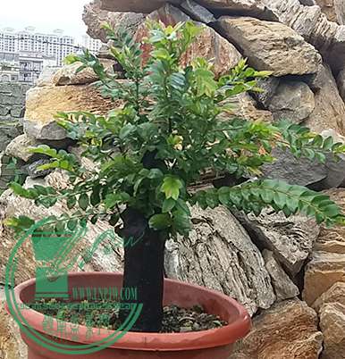20170420_125213_mh1492859521923.jpg